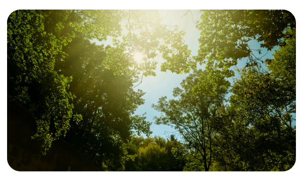 Sun and blue sky peeking through green tree canopy.